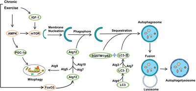 A Preclinical Systematic Review of the Effects of Chronic Exercise on Autophagy-Related Proteins in Aging Skeletal Muscle